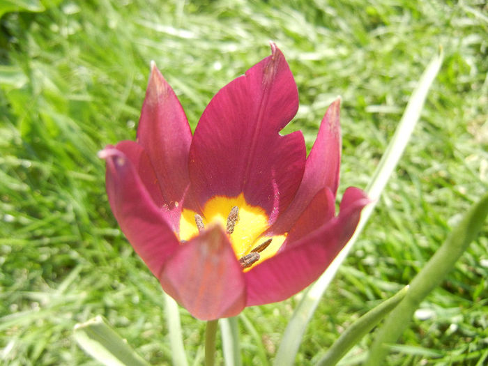 Tulipa Persian Pearl (2013, April 13)