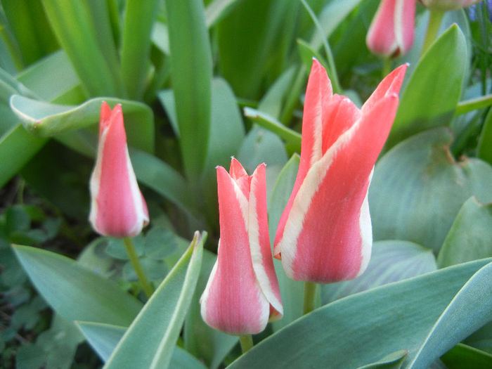 Tulipa Pinocchio (2013, April 14)