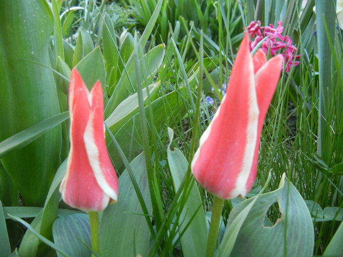 Tulipa Pinocchio (2013, April 14)