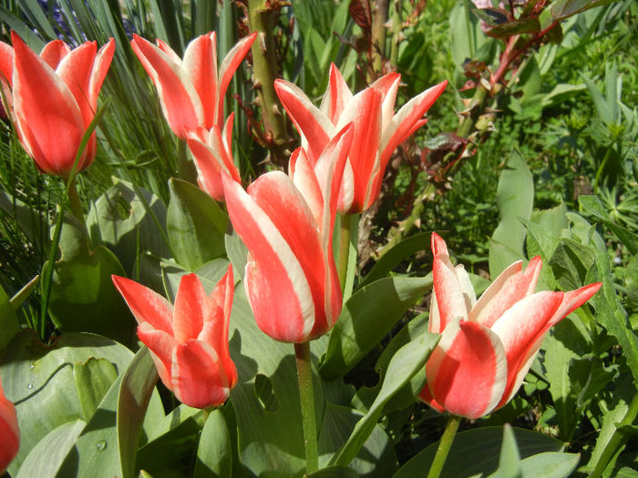 Tulipa Pinocchio (2013, April 15)