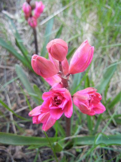 Hyacinthus Hollyhock (2013, April 14) - Hyacinth Hollyhock