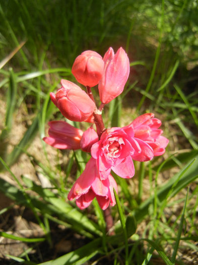 Hyacinthus Hollyhock (2013, April 14) - Hyacinth Hollyhock