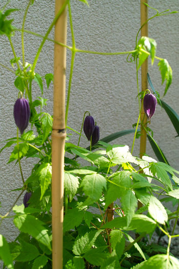 Boboci Clematis Pamela Jackman - Flori 2013