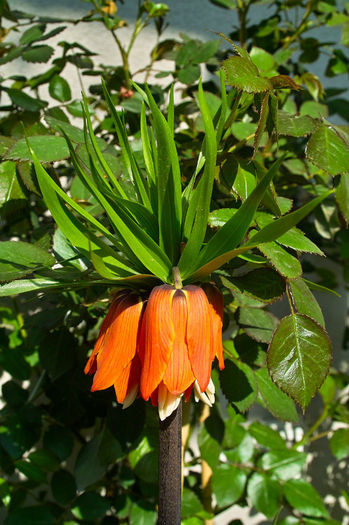 Fritillaria Imperialis - Flori 2013