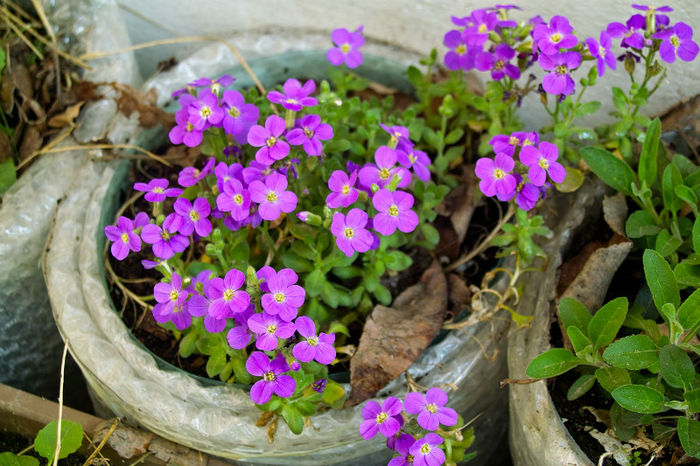 alta Aubrieta