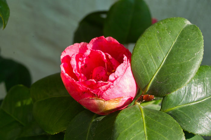 Camelia rosie - Flori 2013