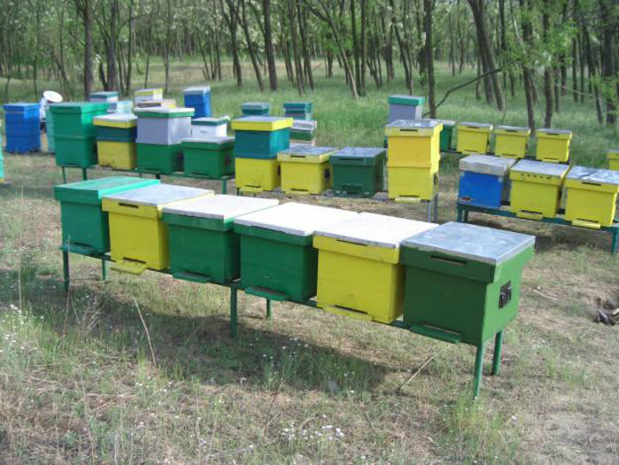 1337853509_383771695_1-Fotografii-de--Vand-70-90-stupi-cu-albine[1] - apicultura si albine