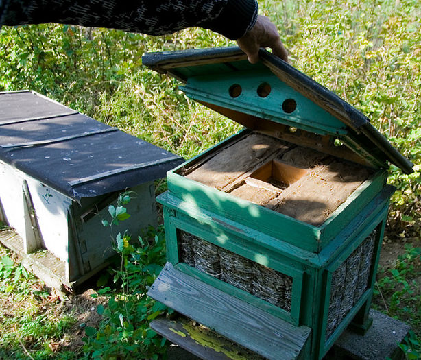 img_7107_14_02_2010[1] - apicultura si albine