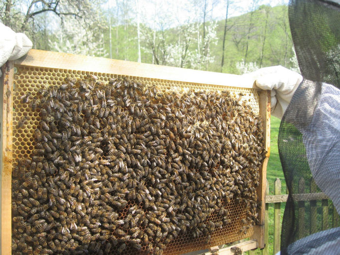 Weekend 24-25 Aprilie 2010 042[1] - apicultura si albine