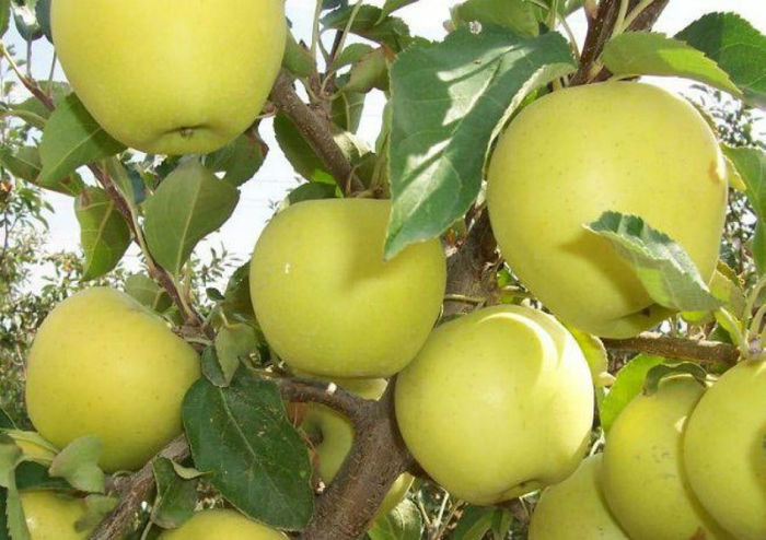 pepinera-pomicola-vinde-pomi-fructiferi-altoiti_3[1] - pomi fructiferi