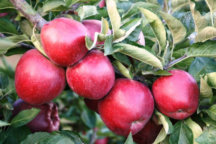 pomi-fructiferi-altoiti-1090769[1] - pomi fructiferi