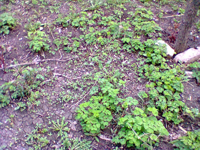 aquilegia - flori de gradina