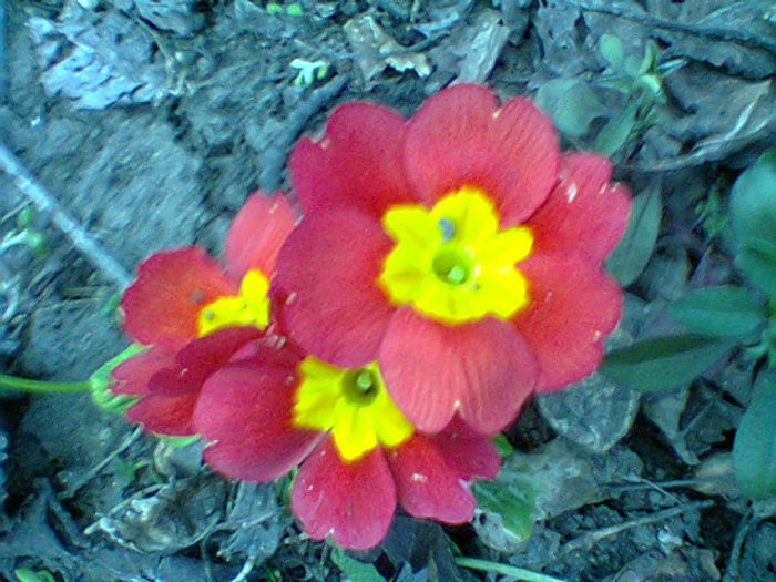 Fotogr.0721 - flori de gradina