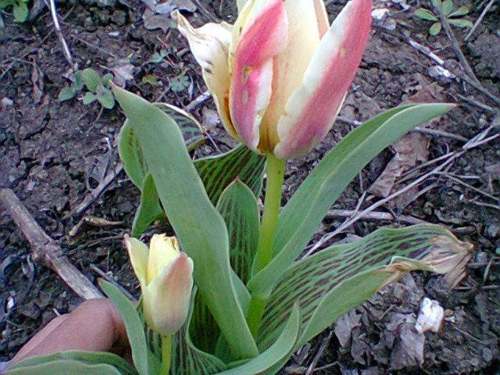Fotogr.0729 - flori de gradina