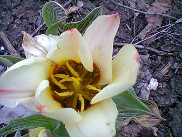 Fotogr.0730 - flori de gradina