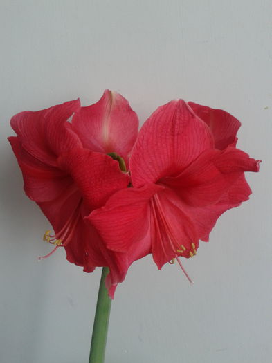 2013-04-15 16.52.17 - Hippeastrum 2013