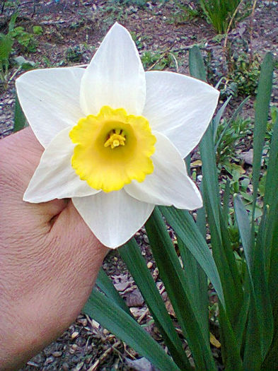 Fotogr.0714 - flori de gradina
