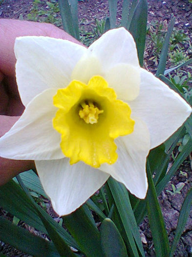 Fotogr.0715 - flori de gradina