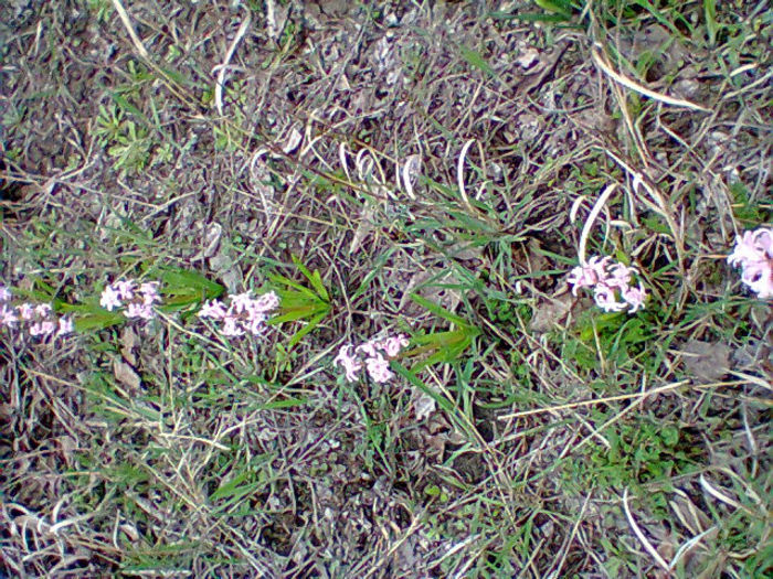 Fotogr.0735 - flori de gradina