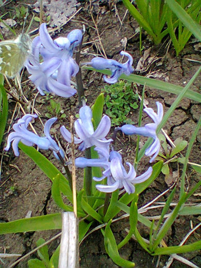 Fotogr.0741 - flori de gradina
