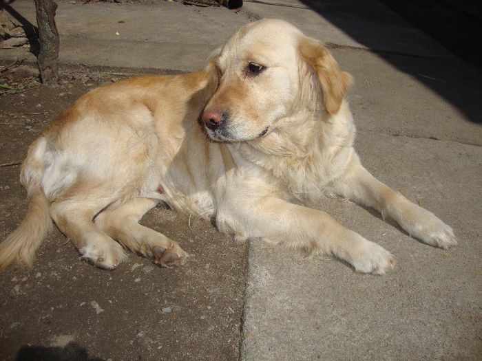 photos 063 - golden retriever