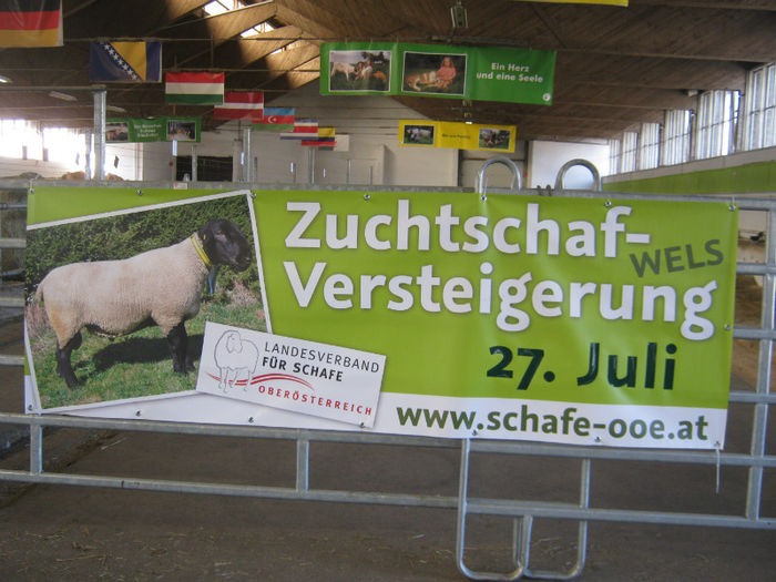 urmatoarea licitatie -oi si capre