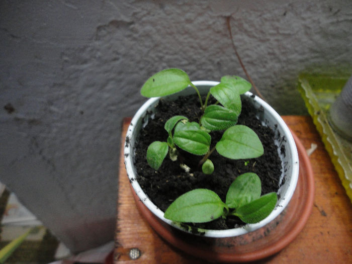 Echnaceea Sundown; Multumesc pentru seminte Carinei!
