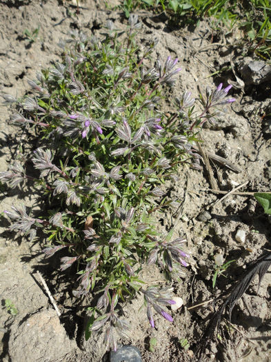 Phlox  de la Happy