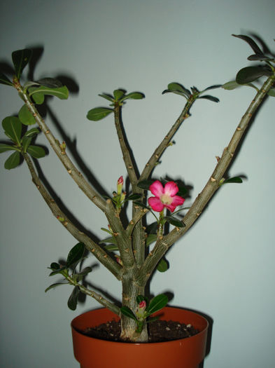 DSC06437 - ADENIUM