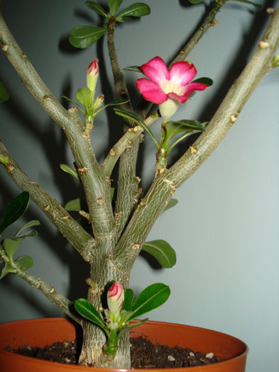 DSC06440 - ADENIUM