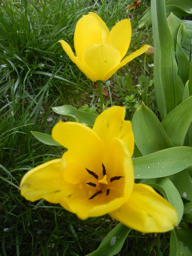 Tulipa Candela (2013, April 15) Tulipa Candela (2013, April 15)
