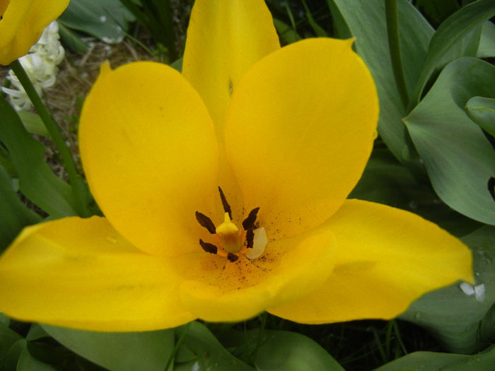 Tulipa Candela (2013, April 15)