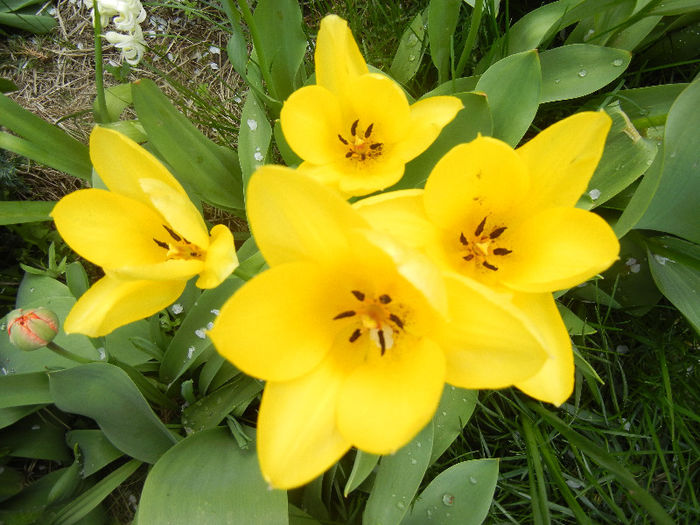 Tulipa Candela (2013, April 15) Tulipa Candela (2013, April 15)