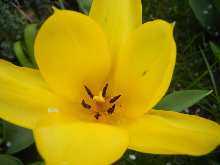 Tulipa Candela (2013, April 15) Tulipa Candela (2013, April 15)