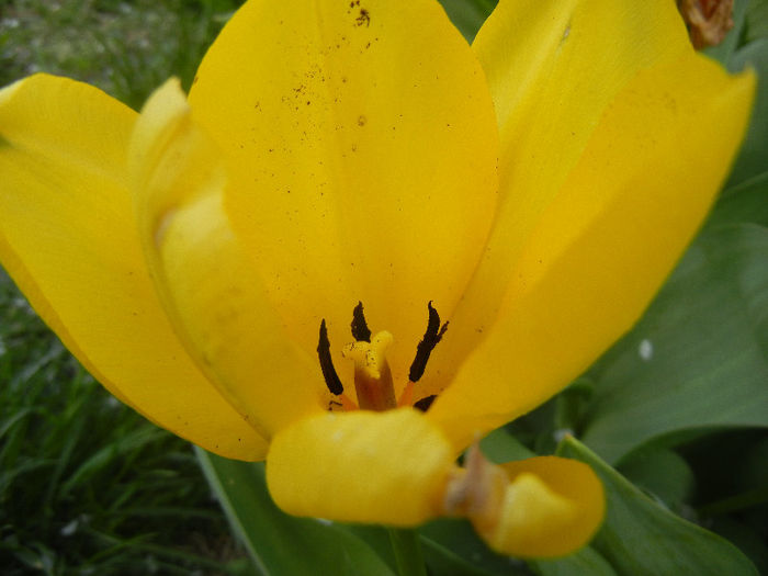 Tulipa Candela (2013, April 15) - Tulipa Candela