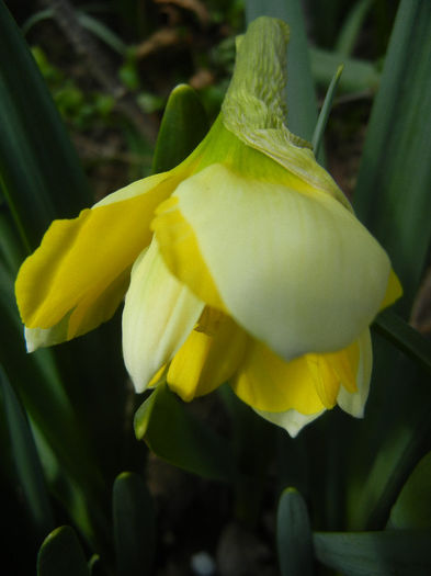 Narcissus Cassata (2013, April 15)