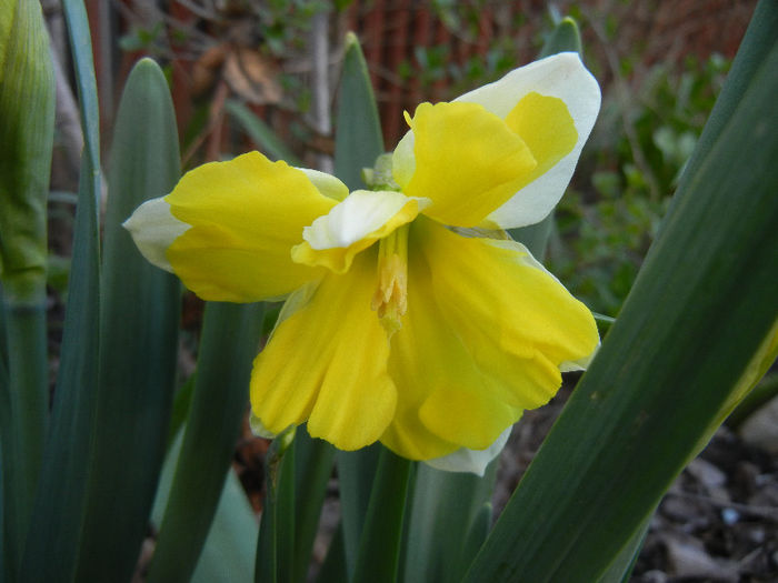 Daffodil Cassata (2013, April 15) - Narcissus Cassata