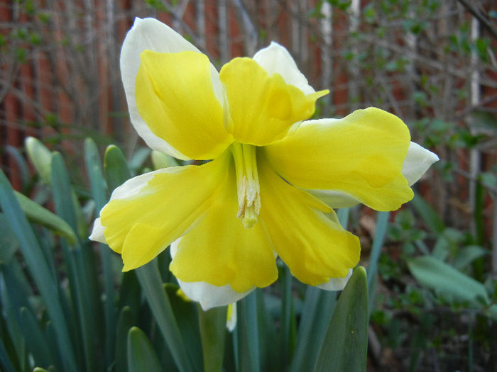 Daffodil Cassata (2013, April 15) - Narcissus Cassata