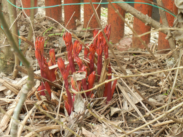 Peonies. Bujori (2013, April 08)