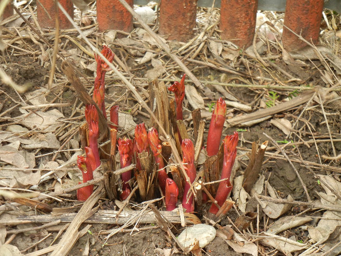 Peonies. Bujori (2013, April 08)