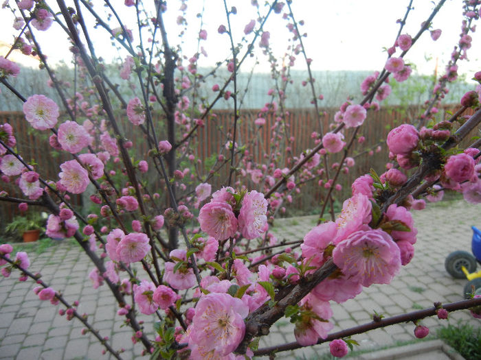 Prunus triloba (2013, April 14)