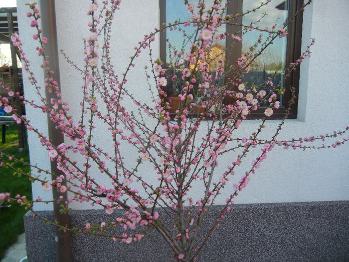 Prunus triloba (2013, April 14)