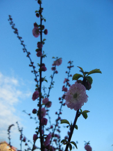 Prunus triloba (2013, April 14)