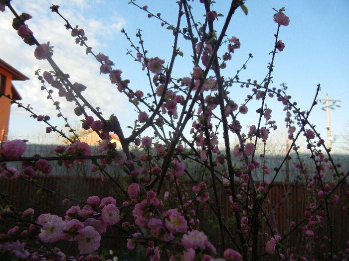 Prunus triloba (2013, April 14)