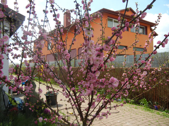 Prunus triloba (2013, April 14)