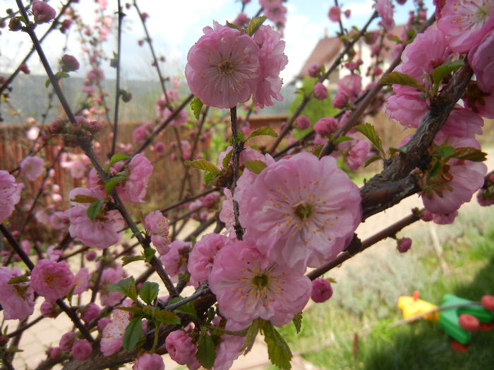 Prunus triloba (2013, April 14)