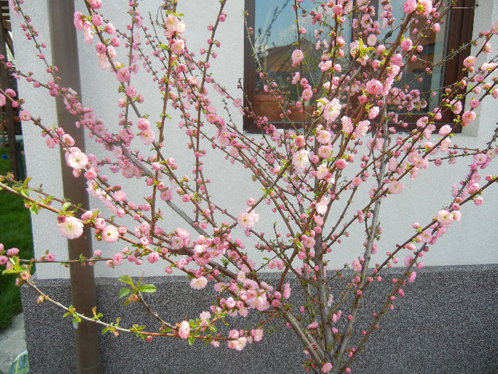 Prunus triloba (2013, April 14)