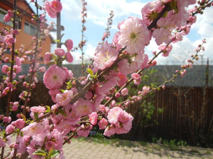 Prunus triloba (2013, April 14) Prunus triloba (2013, April 14)