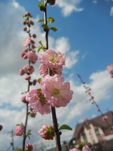 Prunus triloba (2013, April 14) Prunus triloba (2013, April 14)