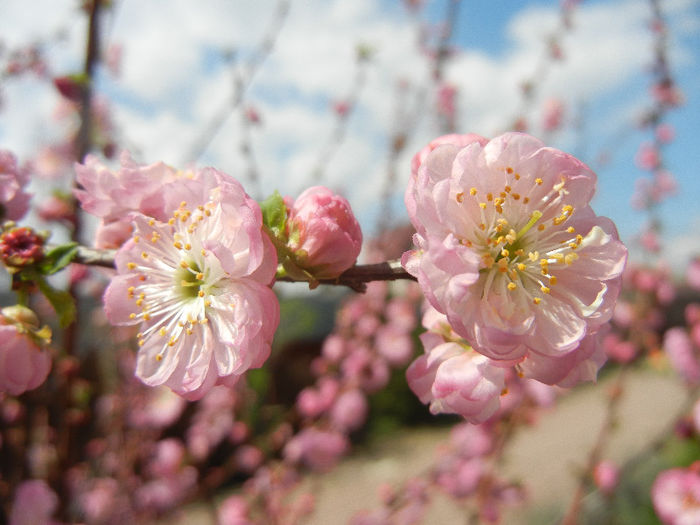 Prunus triloba (2013, April 14) Prunus triloba (2013, April 14)